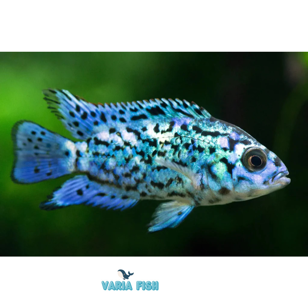Ikan Hias Air Tawar Electric Blue Jack Dempsey EBJD size 2 inch siklid