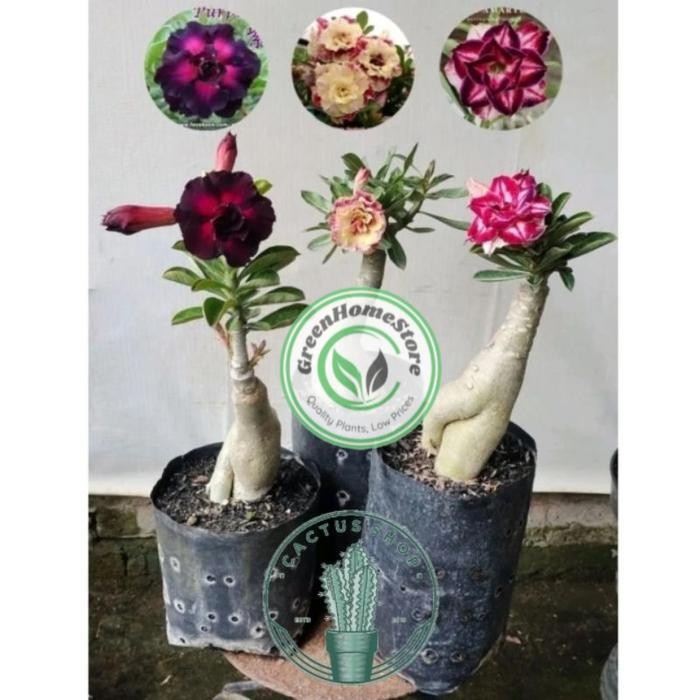 ARTIFICAL- ADENIUM PAKET VARIAN WARNA BUNGA TUMPUK PAKET 3 POHON ADENIUM Tanaman - Warna 1