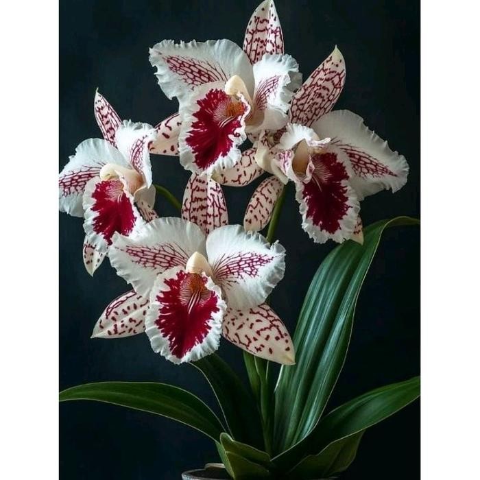 tanaman hias anggrek dendrobium bludru // anggrek dendrobium siap berbunga // anggrek dendrobium Bib