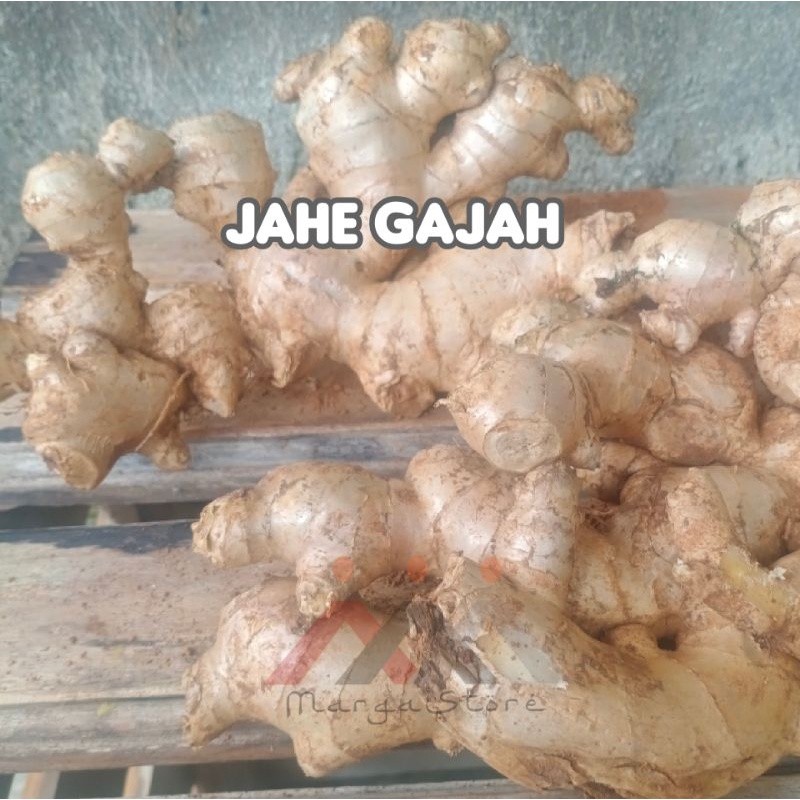 

Jahe Gajah 1Kg Jahe Putih Fresh
