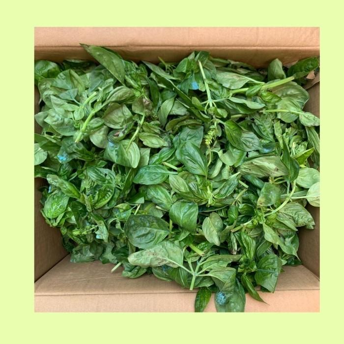 Basil / daun basil fresh - 500 g