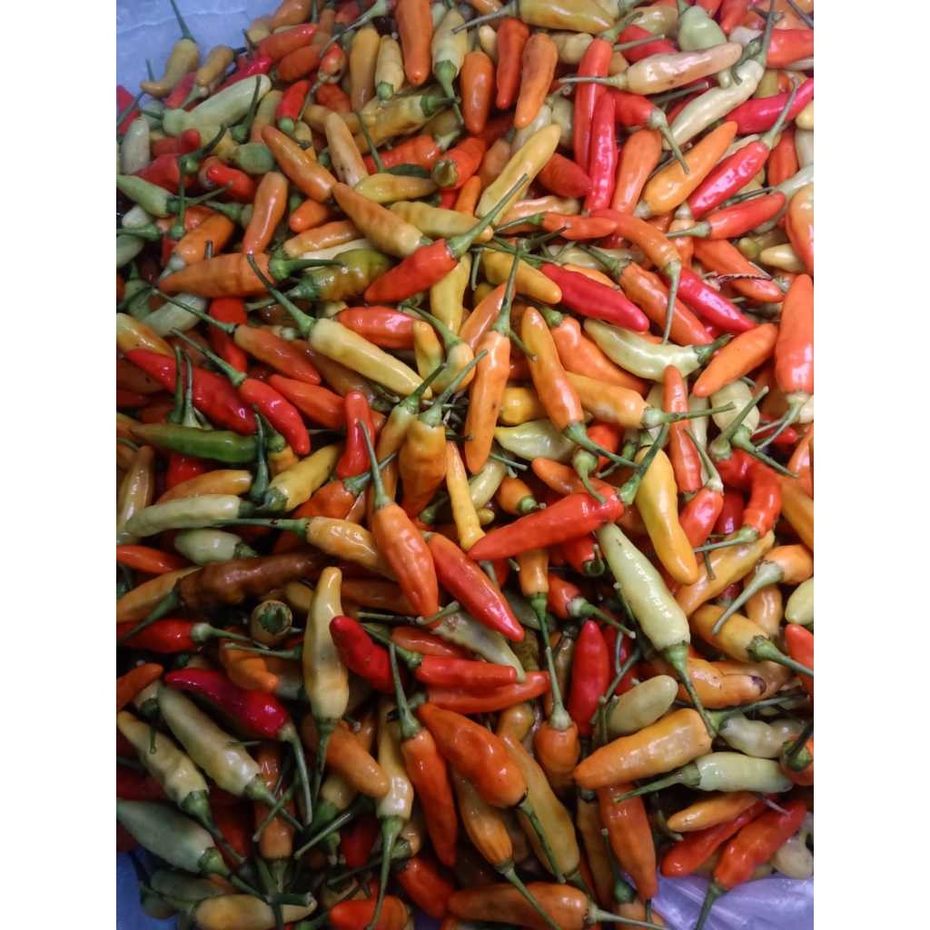 

Paket Cabe Rawit Lombok Merah Murah 500gram - 1 Kg