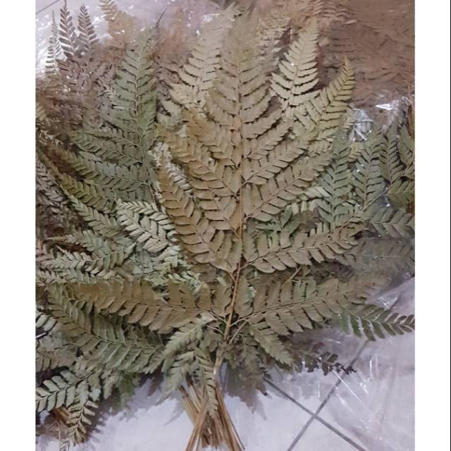 DAUN PAKIS DAUN PAKU NATURAL HARGA TERMURAH