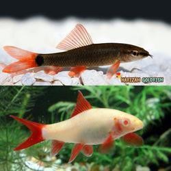 IKAN HIAS REDFIN RED FIN SHARK RED TAIL / IKAN HIAS AQUASCAPE Bagus / REDFIN ALBINO / REDFIN BLACK  