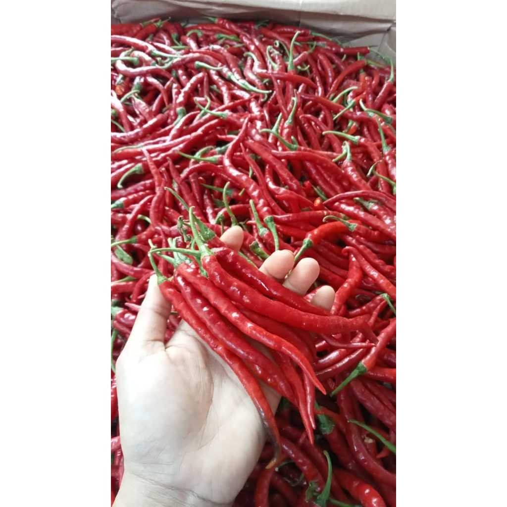Cabai/Cabe Merah Keriting, CMK 500 gram, 1kg