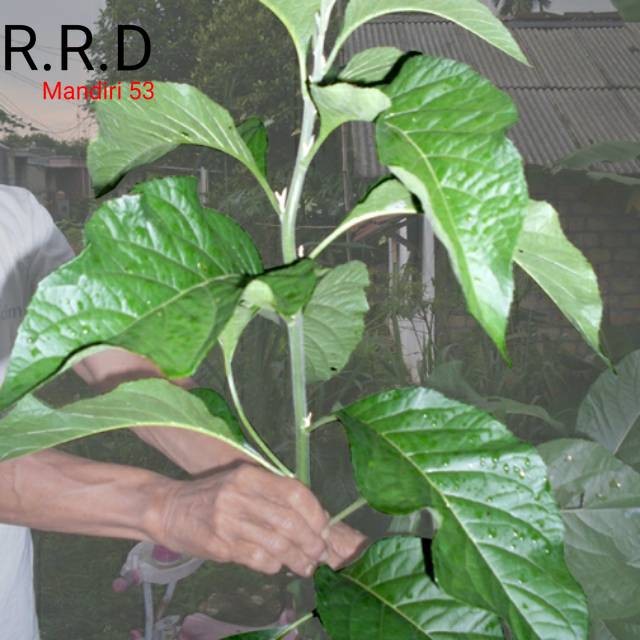

Promo Daun afrika selatan 100gram segar siap ambil ke kebun non pestisida