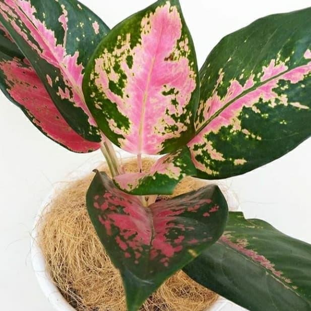 Tanaman Hias Aglonema Kochin Indukan - Kochin Pink - Murah