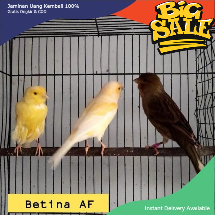 Burung kenari betina AF siap ternak