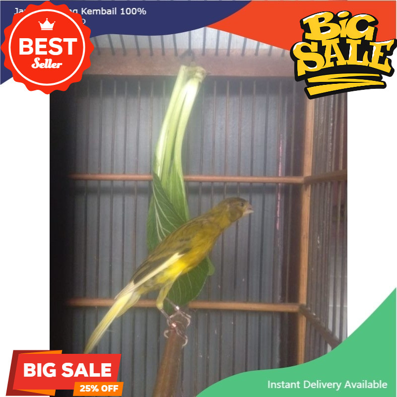 Kenari Betina Siapan F1sf Gelap Af Big Size koang kicau zaini canary