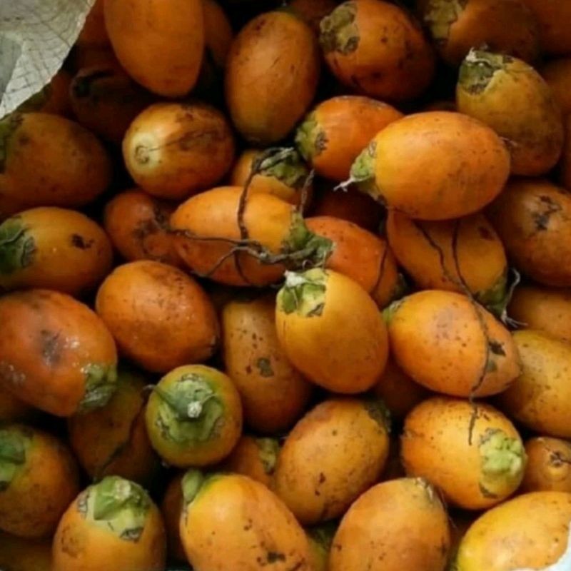 

buah pinang tua 1kg [GRATIS ONGKIR]