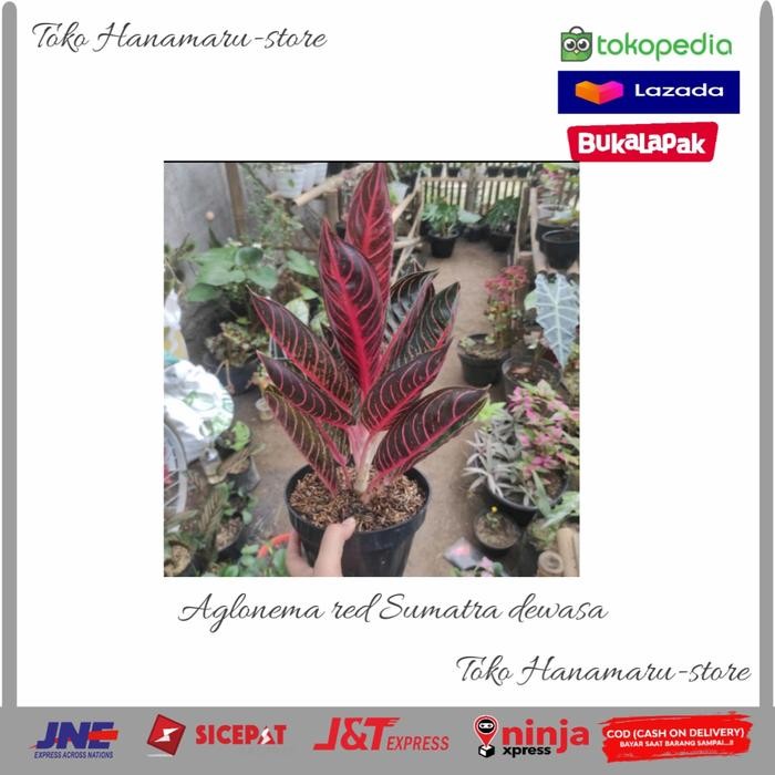 AGLONEMA RED SUMATRA DEWASA