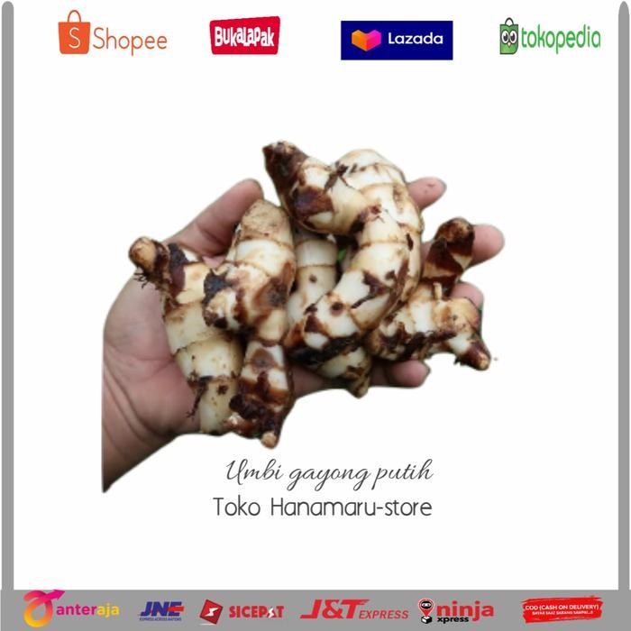 

Umbi Ganyong Putih l Sayuran Umbi Ganyong Segar/1K