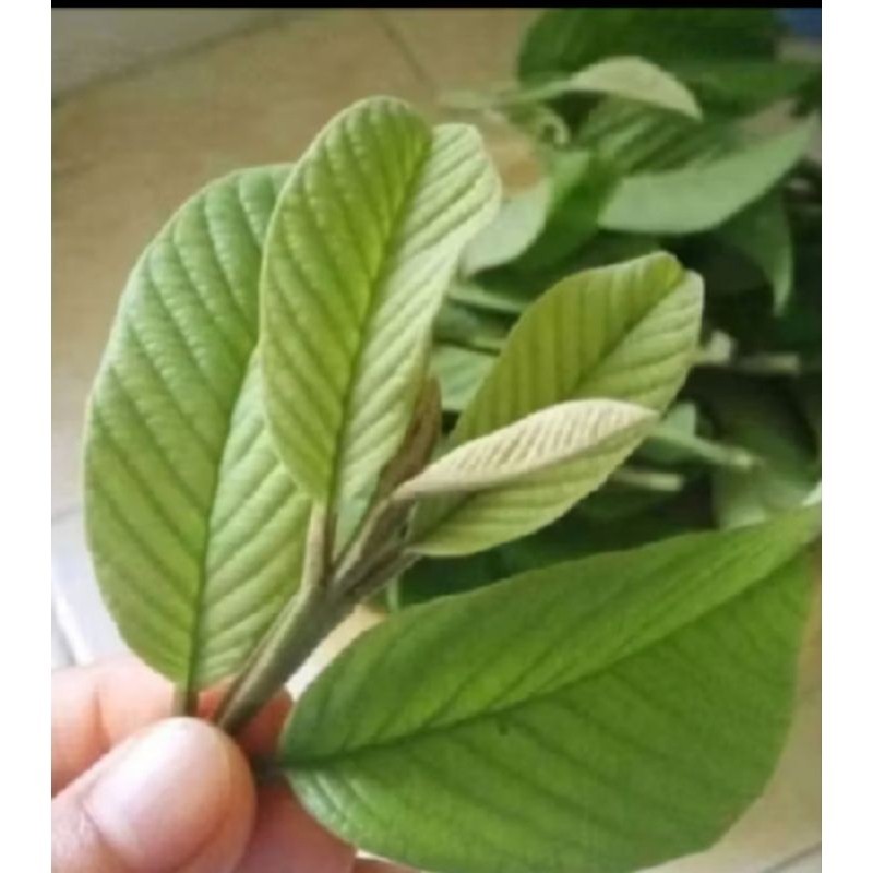 

500 kg lembar daun jambu biji seger di ambil dadakan