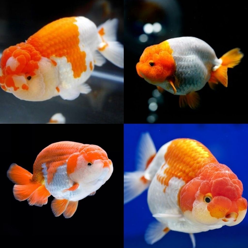 PAKET ISI 2 4-6 CM] Ikan Hias Koki Ranchu Red White Size M Koki Rancu Merah Putih Ranchu Goldfish Hi