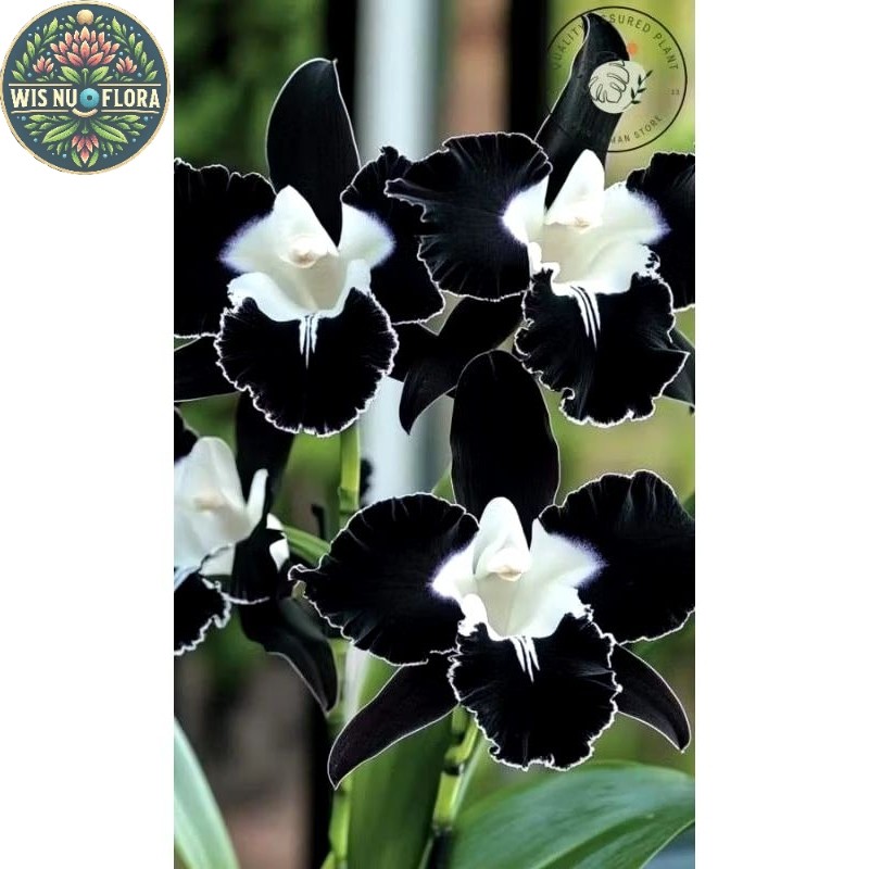 tanaman bunga anggrek bulan black middle / anggrek bulan import super premium