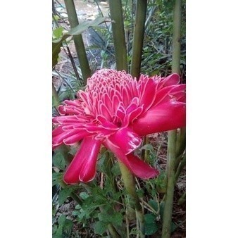 

Promo COD BUNGA KECOMBRANG HONJE ROMBEH COMRANG SEGAR FRESH 1Kg Berkah_Alam_96