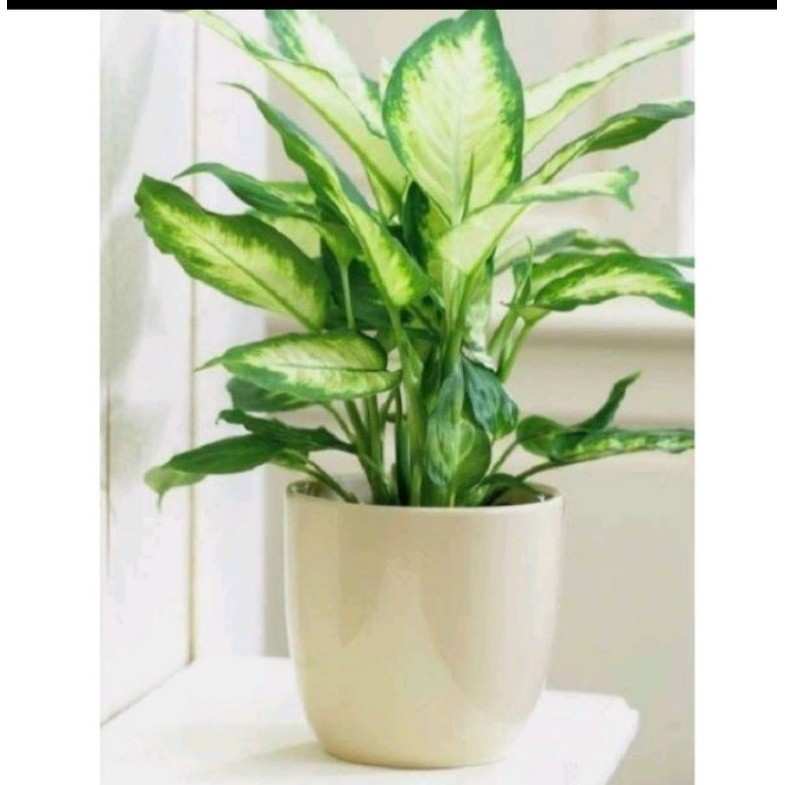 Tanaman Hias Hidup Diven Susu Atau Bunga Aglonema Putih Tissue Pohon Blanceng Putih