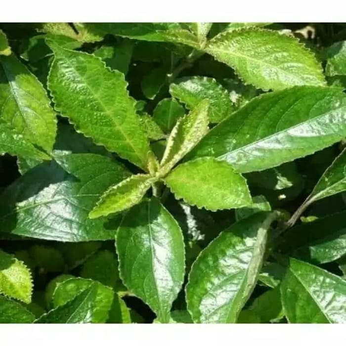 

500 gram keji beling segar - pecah beling fresh Yulianti726