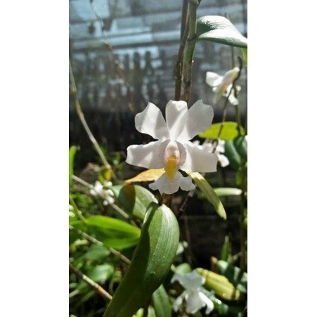 

Redy silahkan PROMO anggrek mini dendrobium odoratum sp .