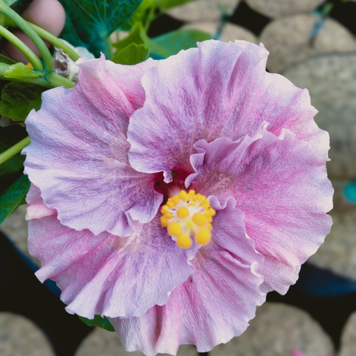 Tanaman Bunga Sepatu Bangkok Import hiasan taman dan rumah