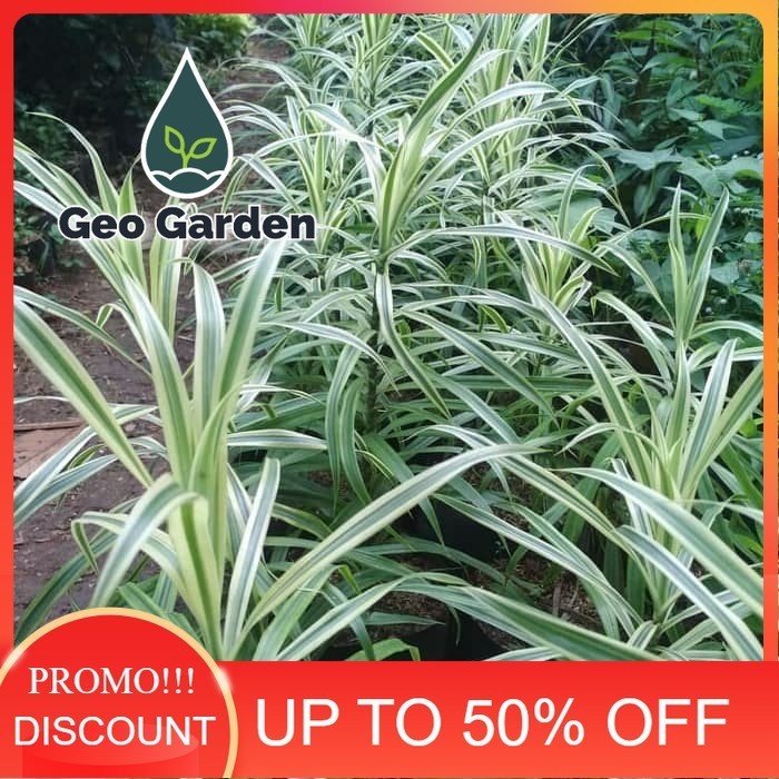 bibit tanaman hias hanjuang putih - hanjuang varigata