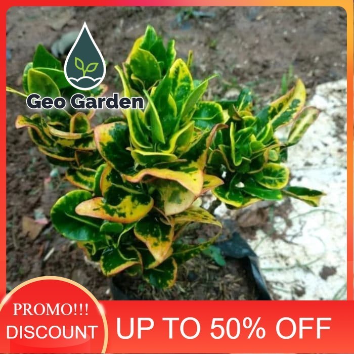 bibit tanaman hias puring jengkol - pohon puring