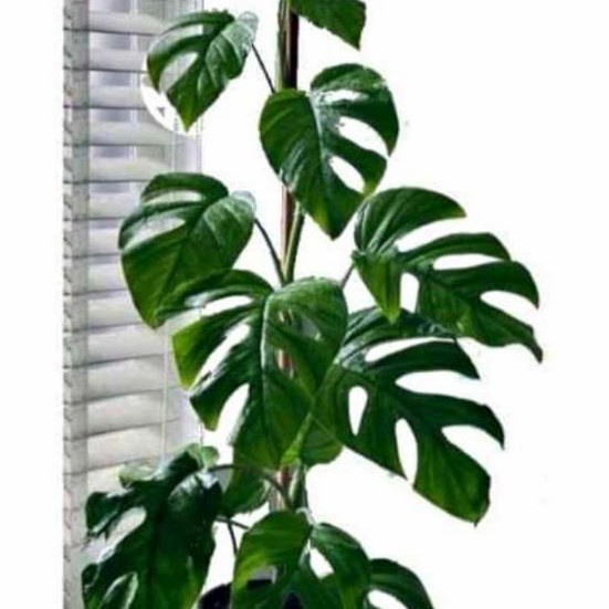 tanaman hias monstera pertusa/ rhapidopora pertusa