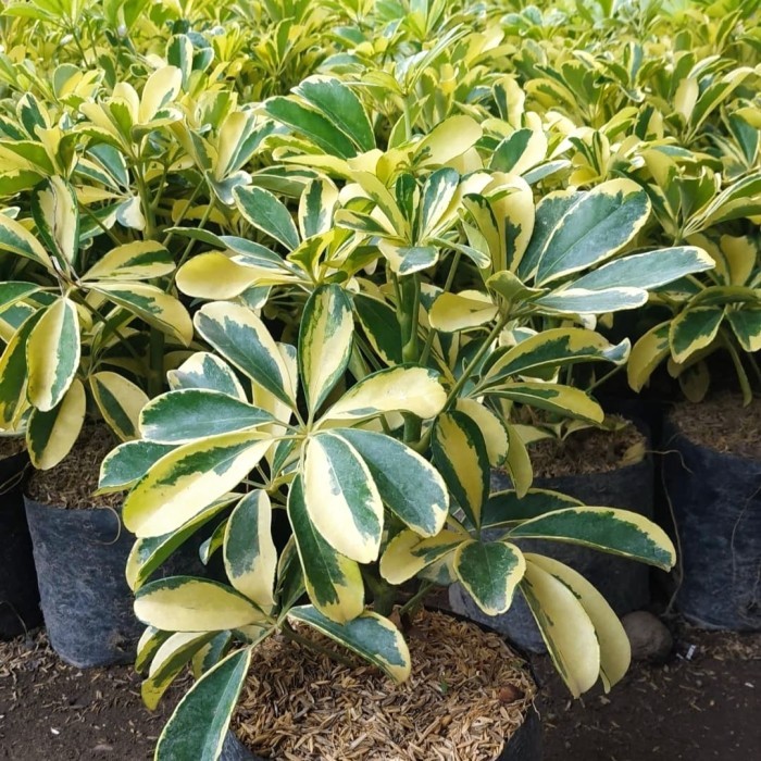 Tanaman Walisongo Golden - Pohon Walisongo - Tanaman Walisongo kuning