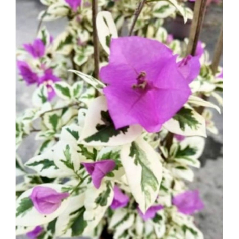 hias Tanaman tanaman hias bugenvil Singapura varigata Ungu