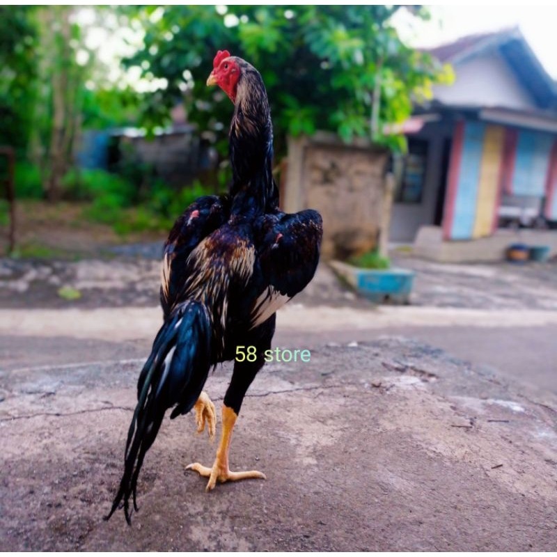 Telur Ayam Shamo Eropa Ori Asli Fertil Siap Di Tetaskan