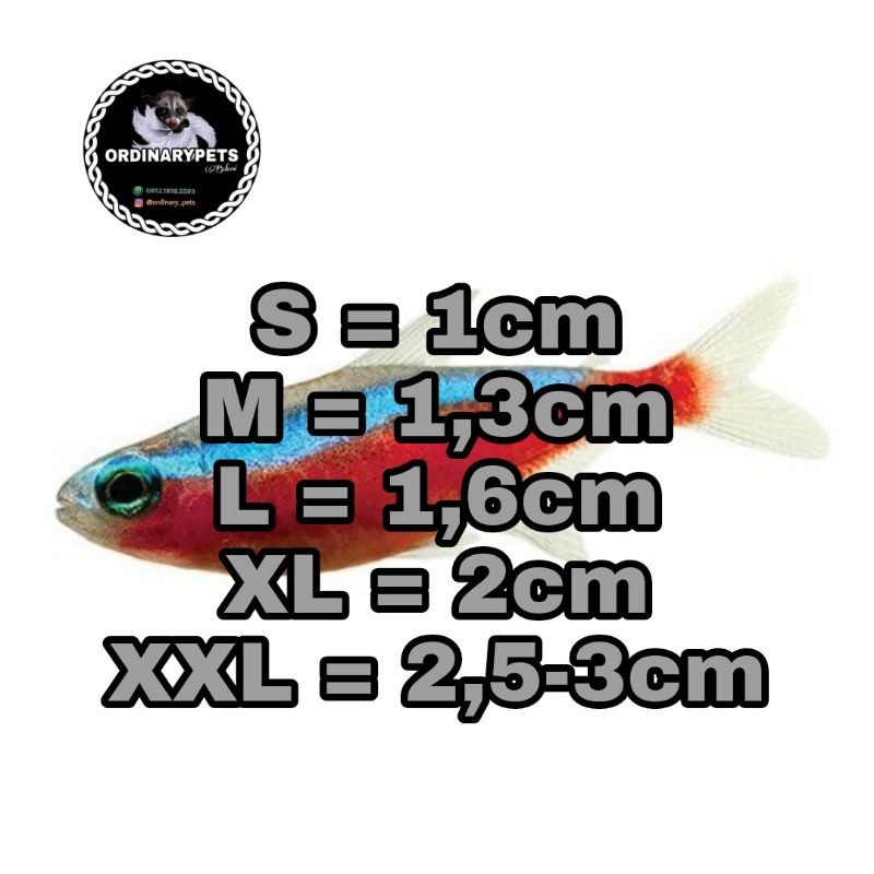 ikan neon  - ikan aquascape dan akuarium / ikan neon nyala biru