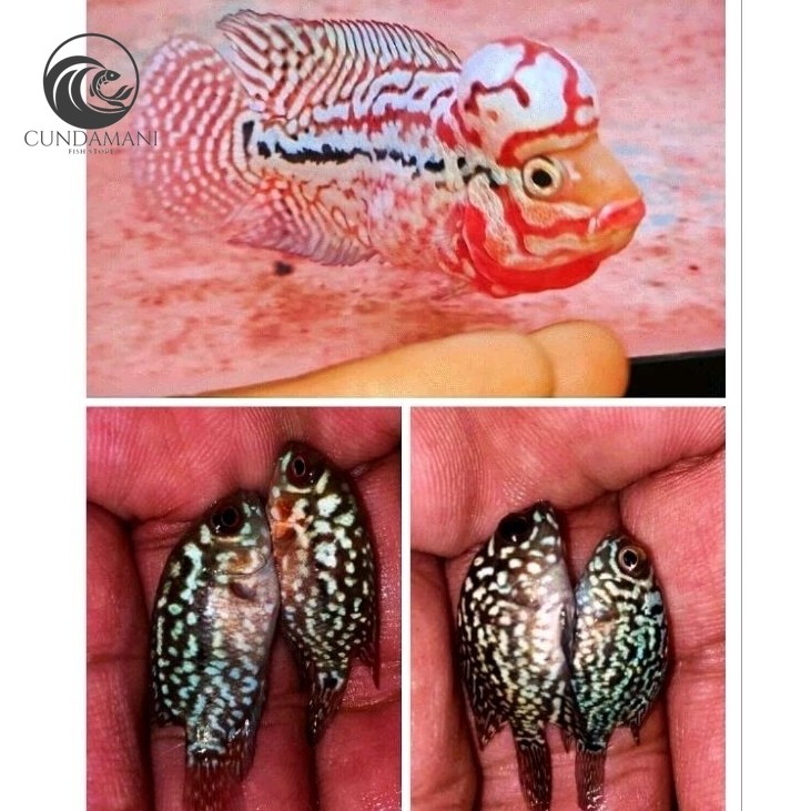 hiyasan aquarium King Kamfa F2 Red Louhan/Lohan Burayak Marking Panjang Sortiran Calon Jenong cunda