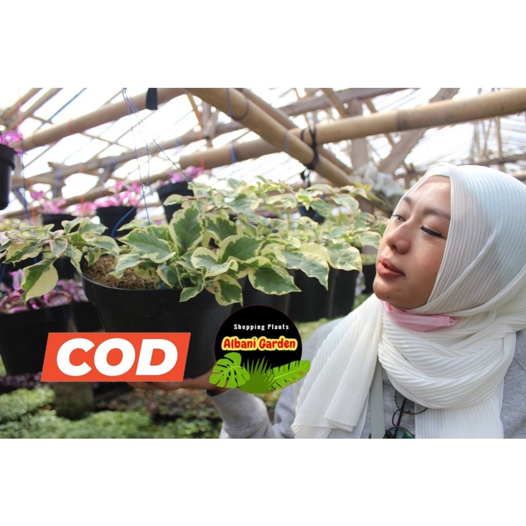 Tanaman hias gantung hidup outdoor bugenvil variegata merambat berbunga