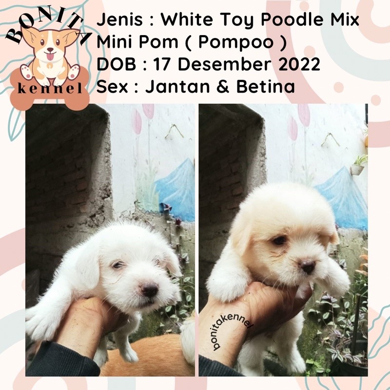 Anakan Anjing White Toy Poodle Mix Mini Pom Jantan Betina