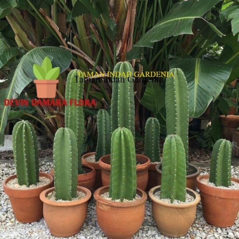 Tanaman Hias Kaktus Koboi Tanpa Duri / Tanaman Kaktus / Pohon Kaktus / Tanaman Hias Kaktus Koboi / K