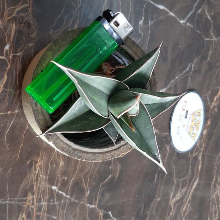 Promo SANSEVIERA PINGUICULA VARIGATA