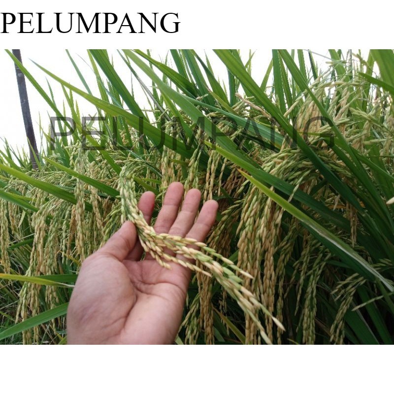 PADI DAN BENIH PADI benih padi unggul terbaru sedayu
