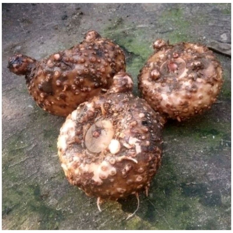 

umbi suwek segar 1kg langsung penggalian