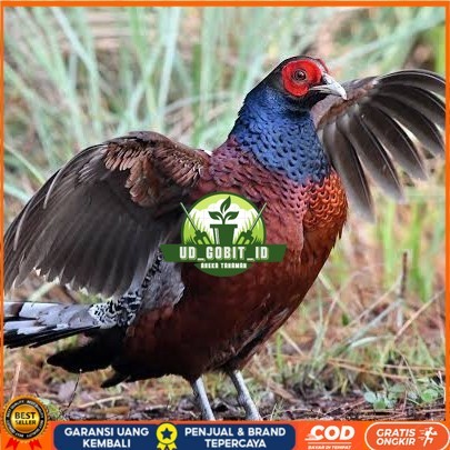 

Telur ayam hias ringneck hume's pheasant fertil siap ditetaskan UD_GOBIT_ID