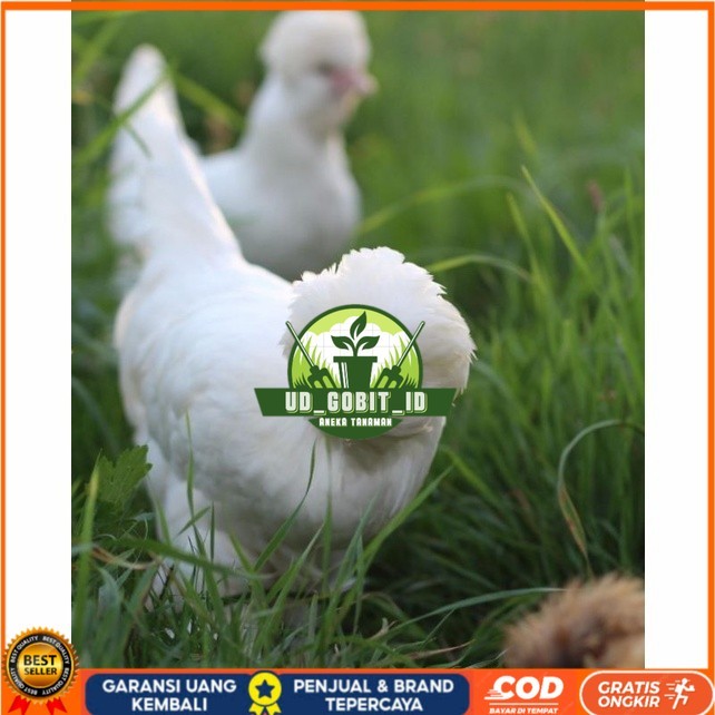 

Telur ayam hias sultan fertil untuk ditetaskan Langsung UD_GOBIT_ID