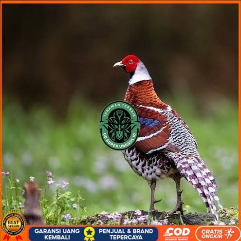 

Telur ayam hias ringneck elliot pheasant fertil bisa ditetaskan UD_SUPER_UNGGUL_ID