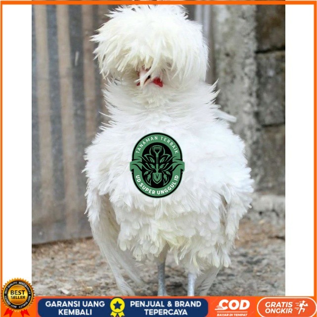 

TELUR TETAS AYAM HIAS POLAND LUCU IMUT MURAH GROSIR UNTUK DI TETASKAN UD_SUPER_UNGGUL_ID