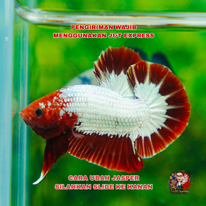 stiker FCCP Red dan Orange Head Best Seller Top Grade 20K