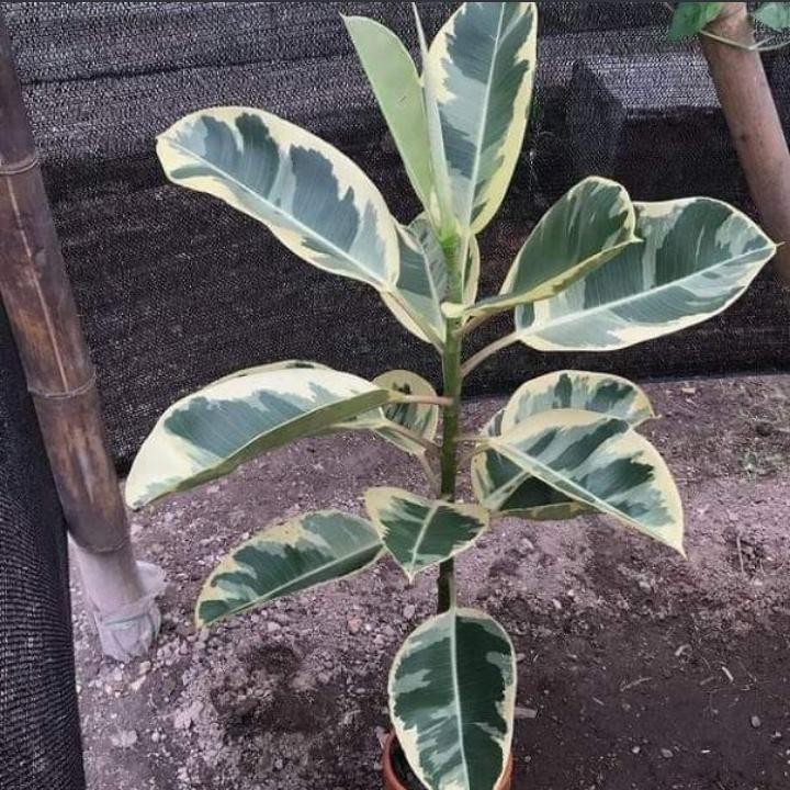 Tanaman hias karet kebo varigata putih - karet kebo varigata