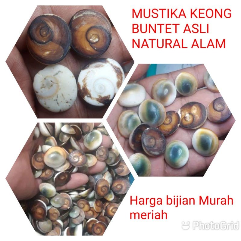 BATU KEONG BUNTET ASLI NATURAL ALAM