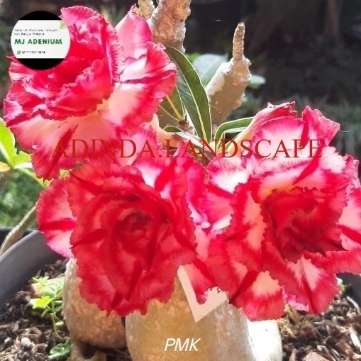 A.L PMK adenium grafting size B