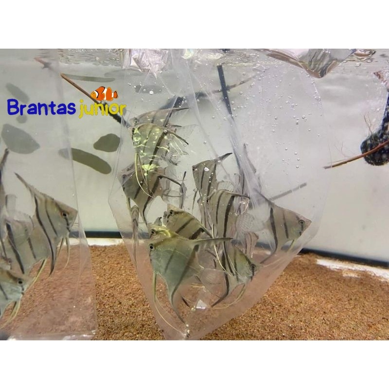 manfish ikan layang layang altum angelfi mempis