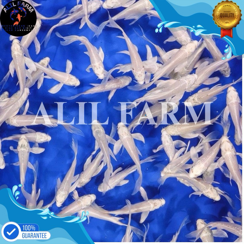 H hobi  Koi Platinum Slayer Putih Salju Size 11-13 Cm / Koi Platinum Murah Berkualitas