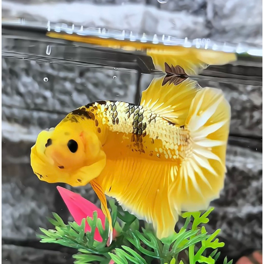 Hiasan Cupang FCCP yellow bahan Bagus