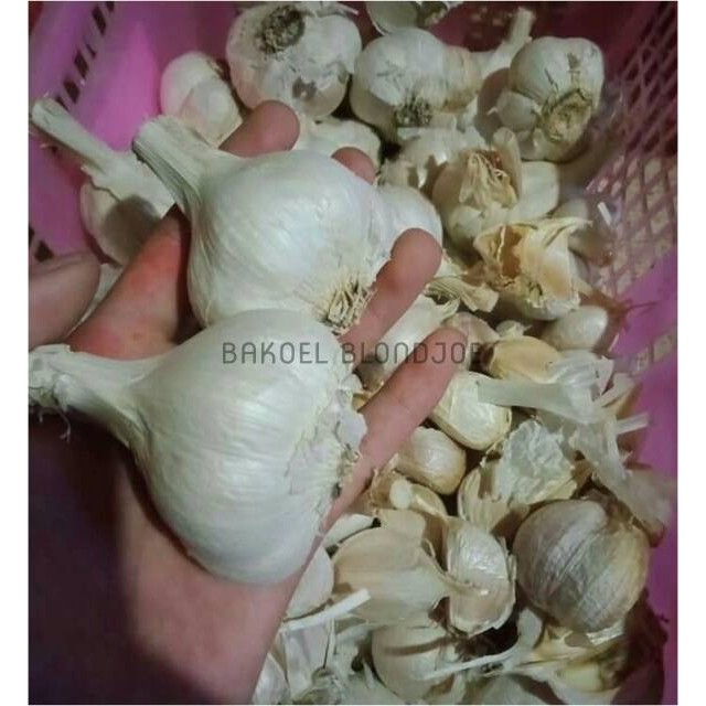 

BAWANG PUTIH KATING / GARLIC SAYURAN SEGAR BUMBU DAPUR / FRESH VEGETABLES (Bakoelblondjoe)